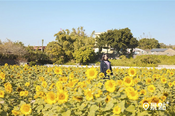 藍天配花海景色如畫。 (圖／chi_chi377)