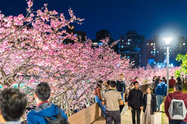 樂活夜櫻季是近年夜晚賞櫻的好處去。 (圖／台北市政府，以下同)