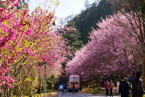 武陵農場櫻花季期間實施道路管制措施