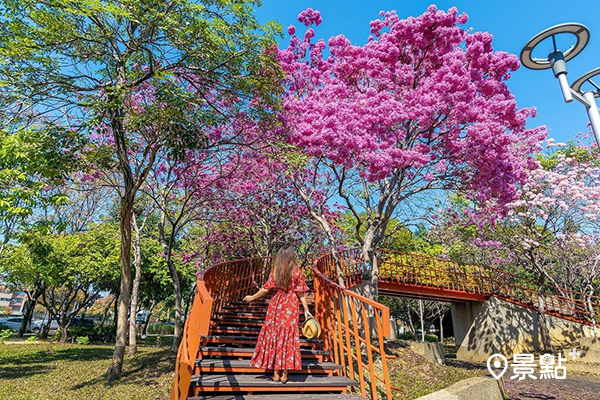三甲公園的洋紅風鈴木。(圖／molly888666)