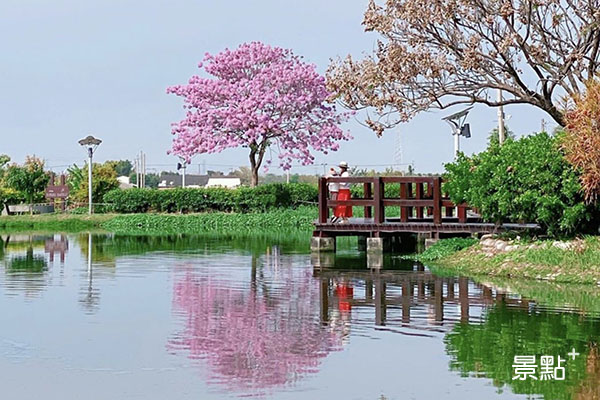 明華濕地生態園區的洋紅風鈴木。(圖／hsingfang20)