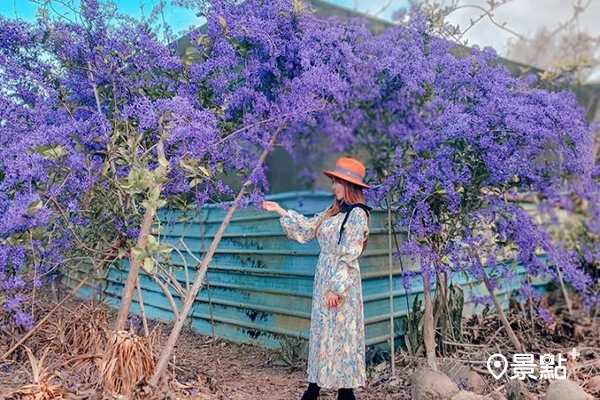 紫藤花海冬日美景！錫葉藤花海夢幻隧道