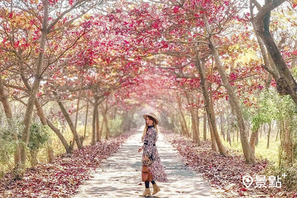 超火紅樹海步道！季節限定美拍打卡熱點