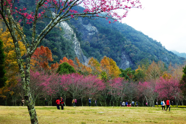 櫻花園裡的緋寒櫻。(圖／南投林管處)