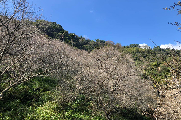 金瓜山上的羅家梅園，元旦後迎來最佳花期約2星期。 (圖／羅家梅園)