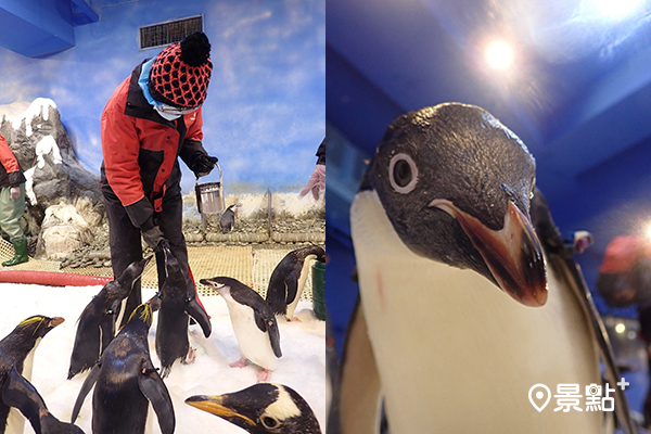 全台首個企鵝餵食體驗！秒飛南極0.1毫米近距離感動