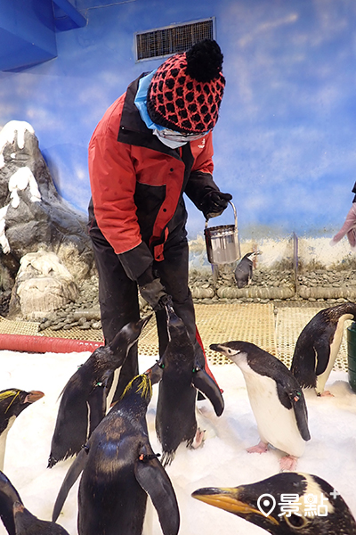 現場將設有專業飼育員帶領遊客深入瞭解企鵝日常生態、環境及習性