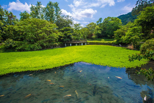 觀景台可看見魚在乾淨清澈的生態池中優游。