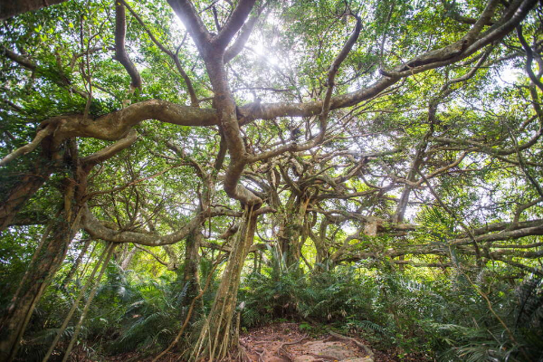 鸞山部落擁有目前保存最完整的楠榕混生林帶。 (圖／花東縱谷國家風景區)