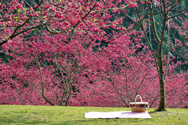 九族文化村是日本唯一海外認證的賞櫻名所