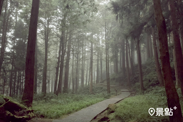 阿里山美麗的森林步道美景，行走於其中還可享受滿滿的芬多精。