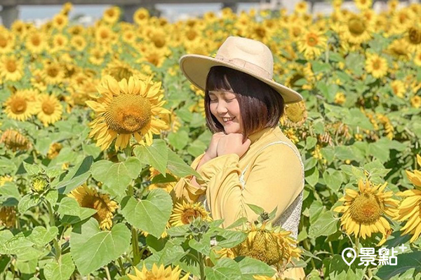 大片向日葵花海免費賞！波斯菊油菜花同場綻放