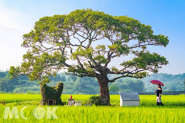 龍貓暖心上映！全台十大龍貓景點盤點