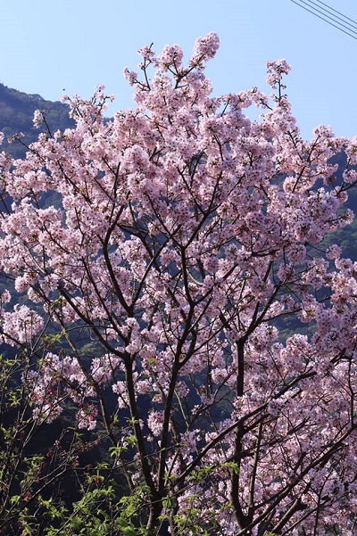 有7大品種的櫻花，包括河津櫻、台灣八重櫻、福爾摩沙櫻、吉野櫻等等。