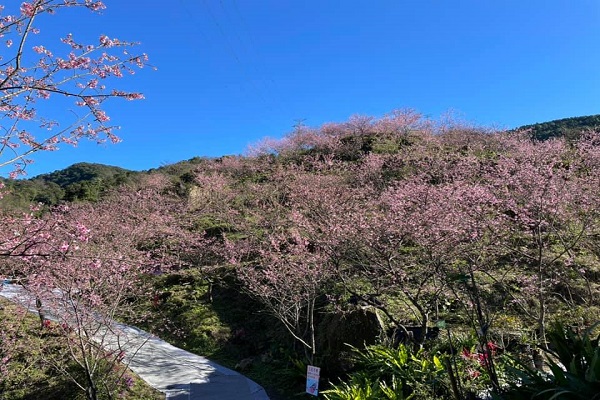 粉嫩櫻花與步道