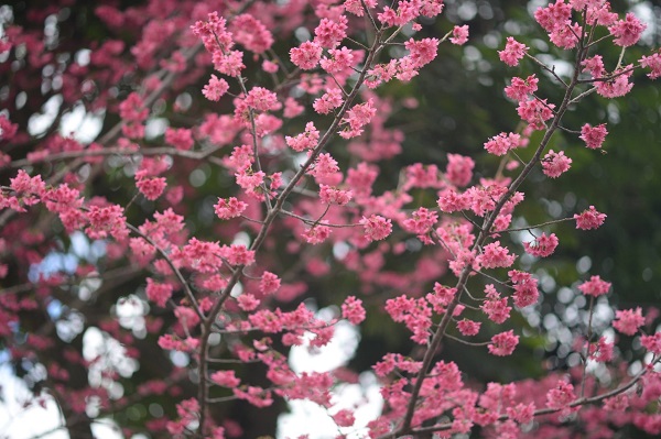 有單瓣山櫻花及重瓣的八重櫻、富士櫻、吉野櫻等