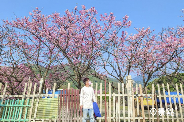 賞櫻名所悄悄綻放！花海美拍秘境好夢幻