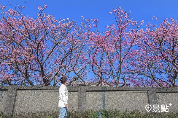 粉嫩櫻花為山林增添了春意。 (圖／ceimei)