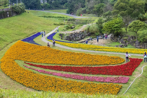 台版小富良野+1！4萬盆花海賞花新秘境