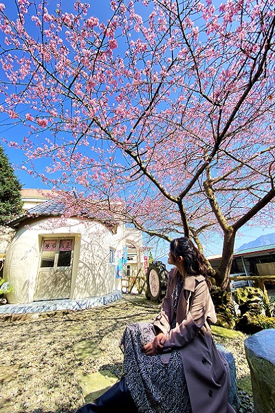 河津櫻擁有比日本典型櫻花「吉野櫻」稍濃的美麗桃粉色花瓣