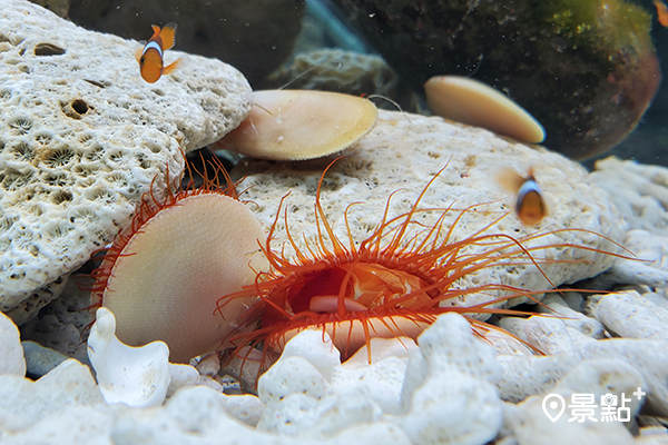 展出七種不同色系的海洋生物