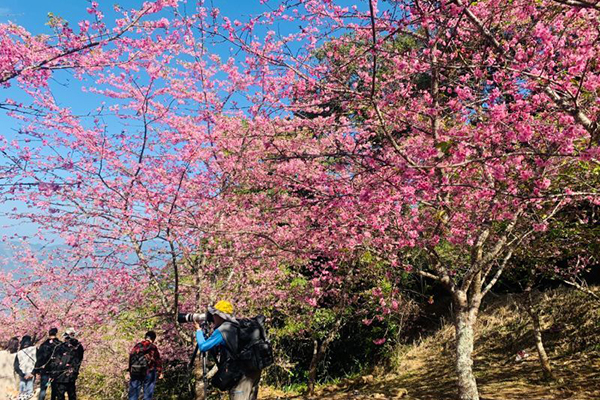 寶山二集團櫻花公園的各種櫻花已開始爭豔綻放 (圖／高市原住民委員會)