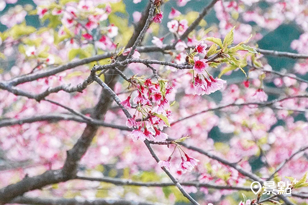 目前首波河津櫻已進入花期，花況大約八成左右