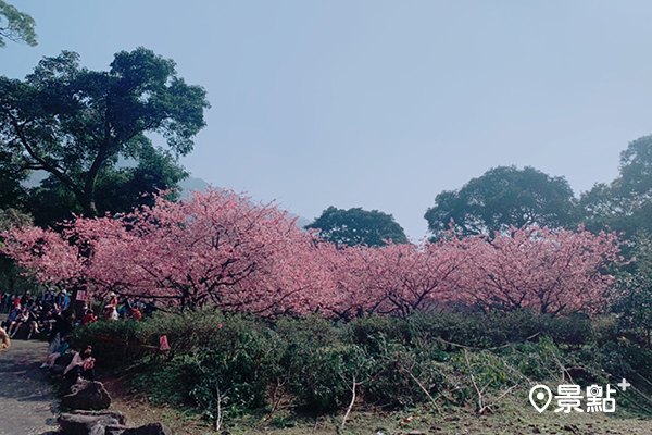 大片櫻花林在天元宮後山盛放