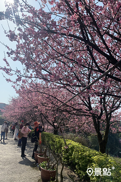嬌豔粉嫩的櫻花與天元宮相互襯托