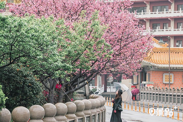 竹林山觀音寺櫻花盛開 (圖／plant_hui)