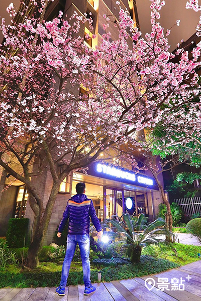 林口星巴克文化三門市媲美日本的夢幻櫻花咖啡廳 (圖／zhang_0918)