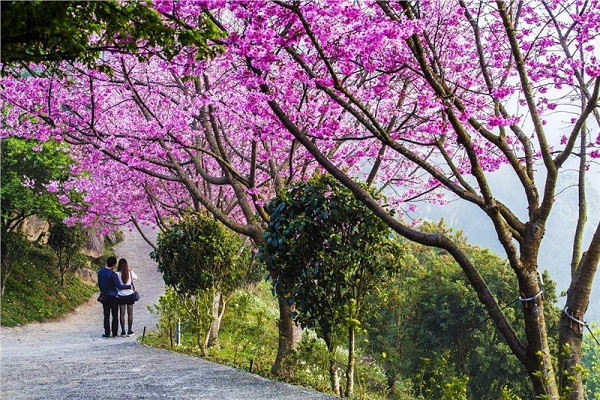 蓮臺山妙音淨苑櫻花綻放成賞櫻秘境 (圖／蓮臺山妙音淨苑)