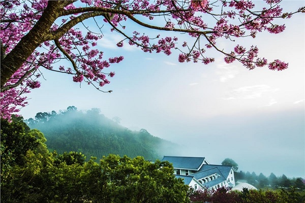 寺廟與櫻花相輝映，眺望美景有置身異國的錯覺。 (圖／蓮臺山妙音淨苑)