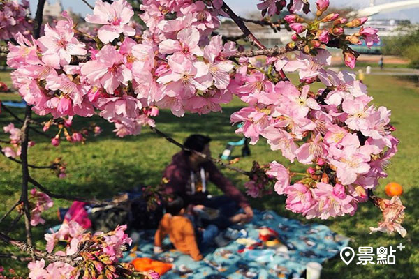 新店陽光運動園區的櫻花正在盛放。(圖／pomelo_wang1810，下同)