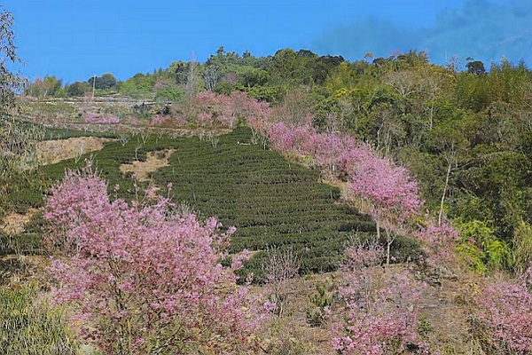 蘇家農場的櫻花 (圖／草嶺櫻花季)