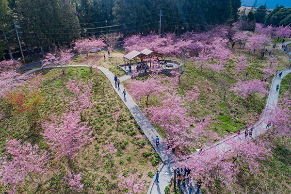 福壽山農場櫻花季於2月中旬開跑