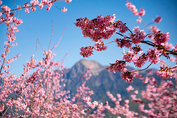千櫻園於2月8日開放參觀，最佳賞花期約2月15日至3月底。