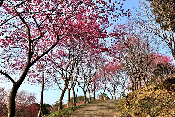 能欣賞到整片的緋紅山櫻，可堪稱北台灣最美山林莊園。