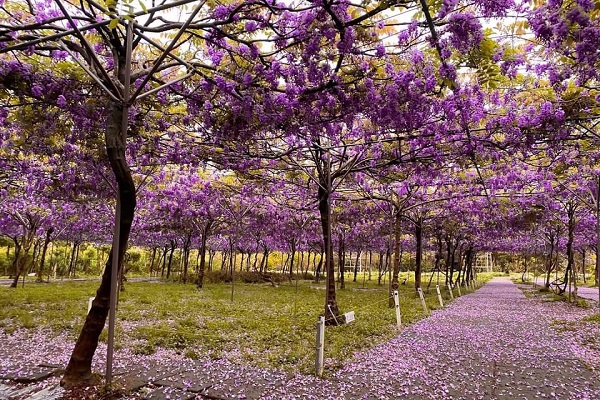 淡水紫藤咖啡園是台灣最大萬坪紫藤花園
