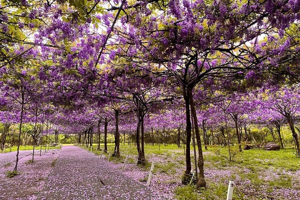種植了超過千株三十年日本品種的紫藤樹