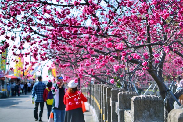 后里區的泰安櫻花季已是台中市賞櫻的指標 (圖／台中觀光旅遊局，以下同)