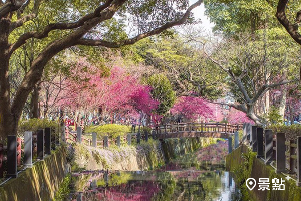 小橋流水櫻花林這裡才有！莒光公園變身浪漫賞櫻地