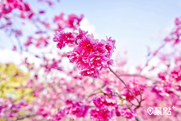 每年到了櫻花綻放時節，馬路就成了粉紅大道。