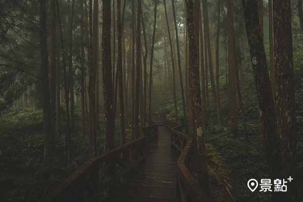 木棧道讓旅人們能深入巨木林中。