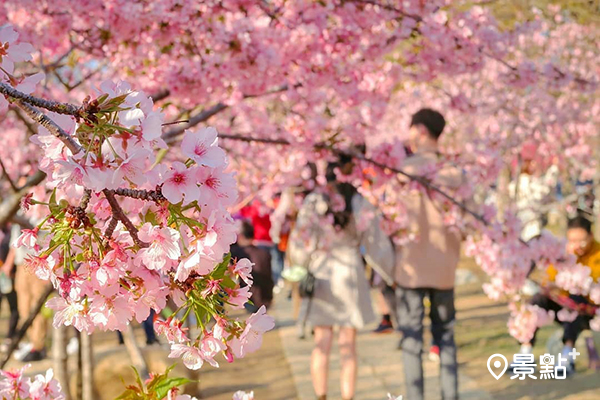 夢幻櫻花公園綻放！浪漫花海步道春日必賞