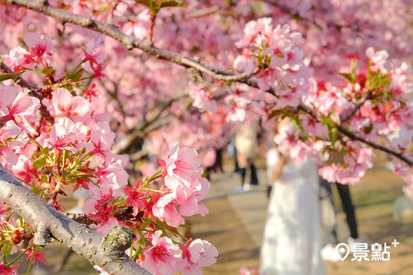 千坪的佔地種植了百棵的櫻花樹