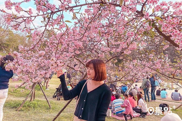 櫻花樹下野餐！粉櫻花海綠地麗池公園賞櫻夯