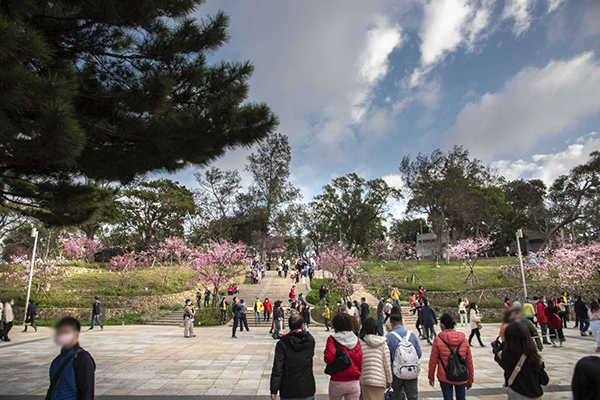 第一大拍照點是走進新竹公園就映入眼簾的「櫻花坡」大階梯廣場