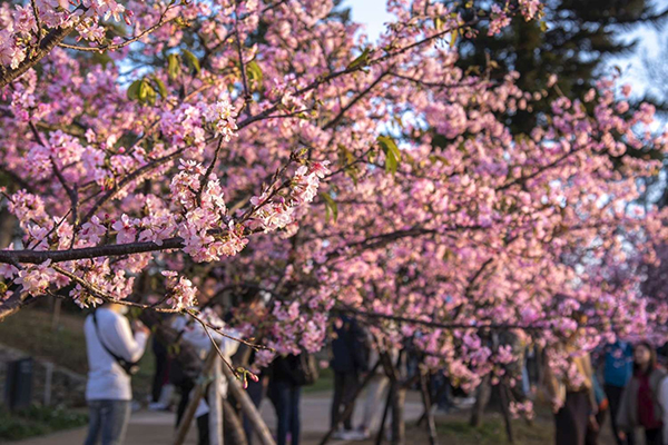 遊客不只能從遠近高低各種角度拍到繽紛綻放的櫻花