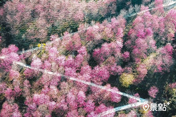 雖然無法出國賞櫻，台灣也能看到櫻花佈滿山頭的美景。 (圖／bb211019)